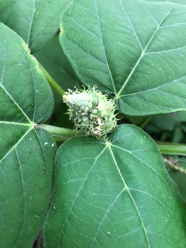 Croton suberosus (Croton suberosus)