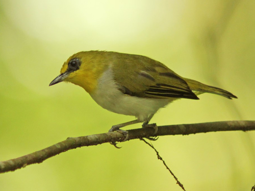 Black-ringed White-eye
