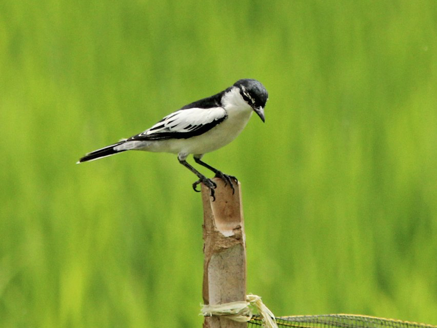 White-shouldered Triller photo
