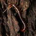 Scolopocryptops nigrimaculatus - Photo 由 jiangyou 所上傳的 (c) jiangyou，保留所有權利