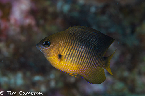 Threespot Damselfish