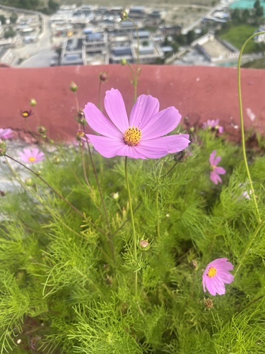garden cosmos