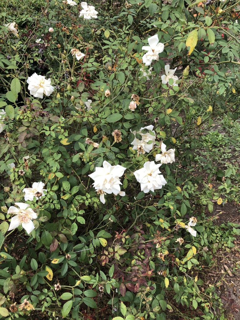roses from University of Houston, Houston, TX, US on October 14, 2019