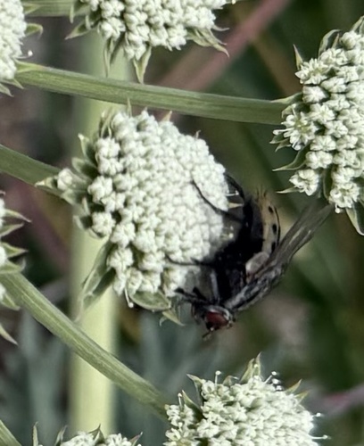 Unknown species found near Missoula County Fairgrounds, Missoula, MT, US