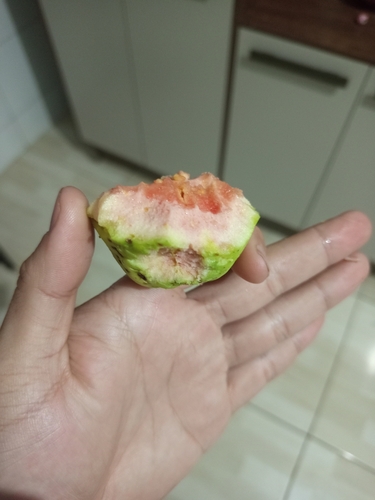 Common guava