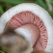 Agaricus campestris - Photo (c) Joshua Lincoln, όλα τα δικαιώματα διατηρούνται, uploaded by Joshua Lincoln