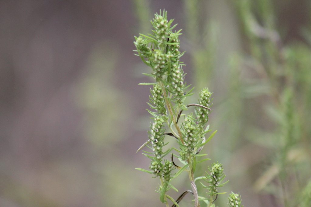 Narrowleaf Marsh-elder from Somervell County, TX, USA on October 14 ...