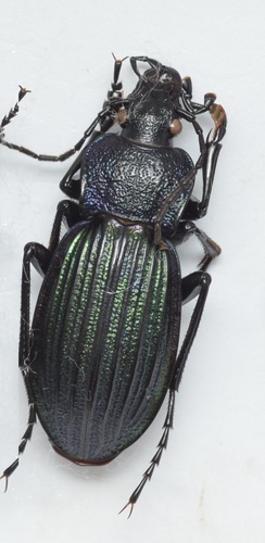 Carabus exaratus