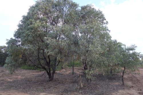 Brigalow (Plants of Goonderoo Bush Heritage Reserve ) · iNaturalist