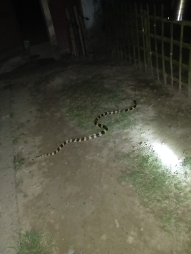 Banded Krait