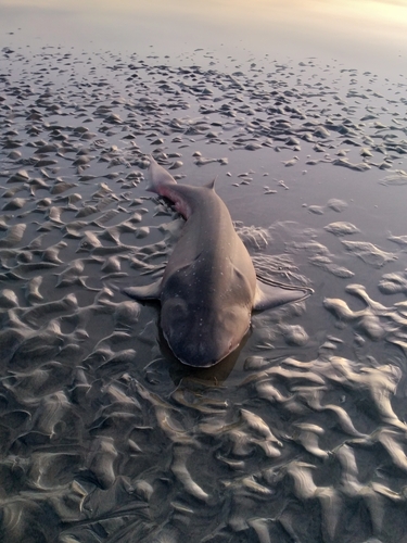 Notorynchus cepedianus