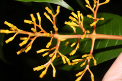 Palicourea padifolia image