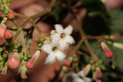 Image of Cinchona pubescens