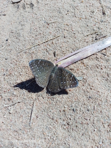 Guineafowl Butterfly