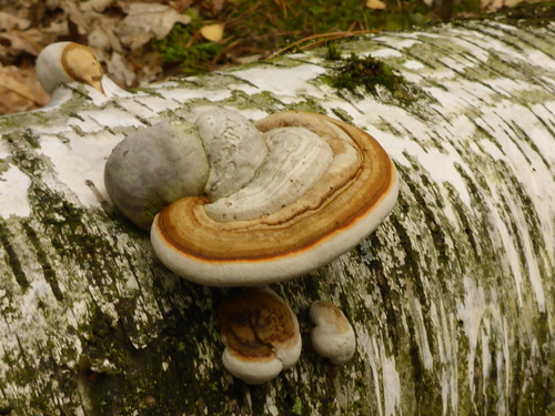 Tikroji pintis nuotrauka