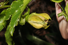 Passiflora edulis image