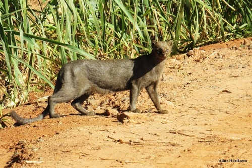 Jaguarundi