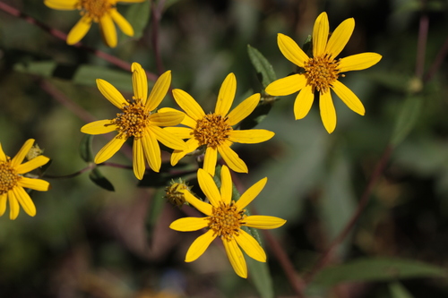 Helianthus schweinitzii Torr. & A.Gray