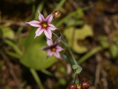 Sisyrinchium micranthum image