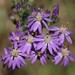 Symphyotrichum concolor - Photo (c) jtuttle, כל הזכויות שמורות, הועלה על ידי jtuttle