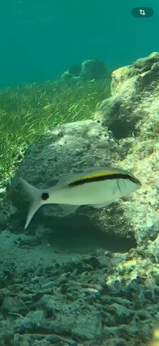 Parupeneus barberinus