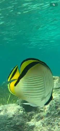 Chaetodon vagabundus