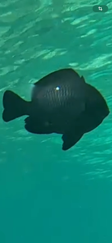 Dascyllus trimaculatus