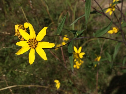 smooth sunflower (Helianthus laevigatus)