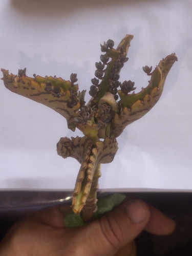 Alligator Plant