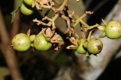 Vismia baccifera image