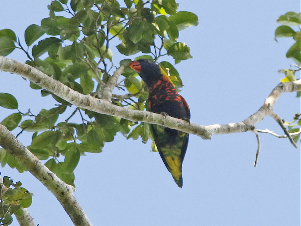 Biak Lorikeet (Trichoglossus rosenbergii) photo