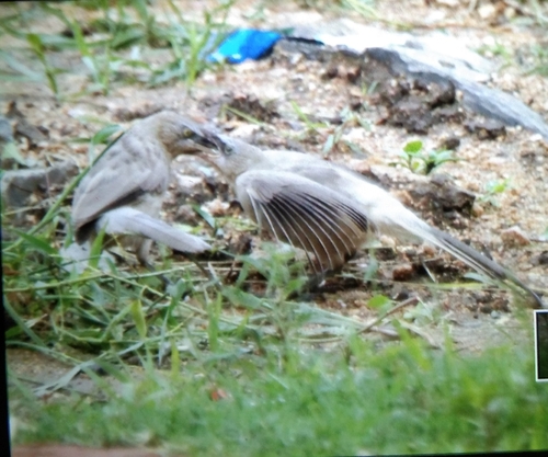 Large Grey Babbler