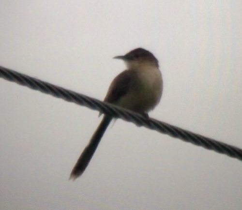 Jungle Prinia