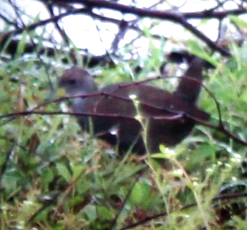 Brown Crake