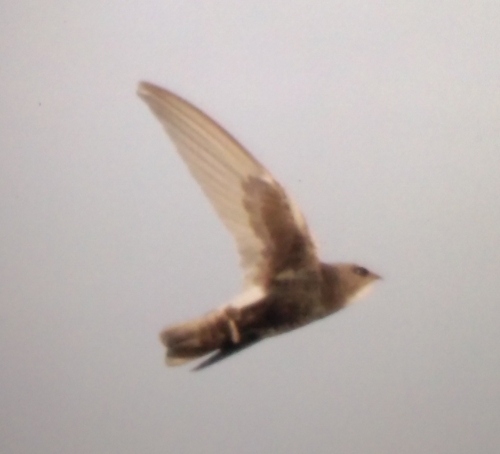 Little Swift