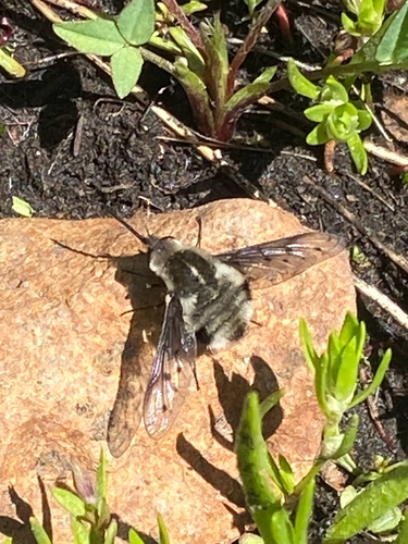 iNaturalist observation photo of Greater Bee Flies