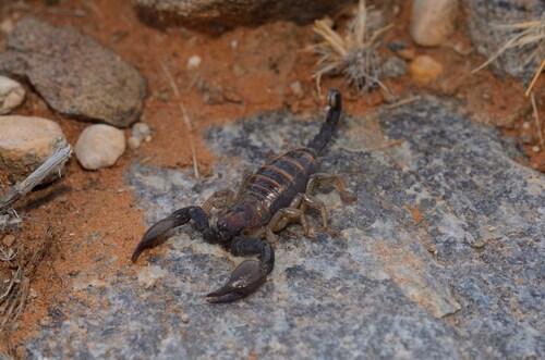 Robust Burrowing Scorpion