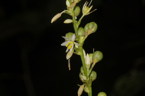 Hagenbachia