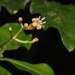 Psychotria graciliflora - Photo (c) Ruth Ripley, todos los derechos reservados, subido por Ruth Ripley