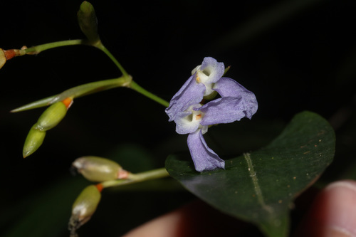Stromanthe tonckat image