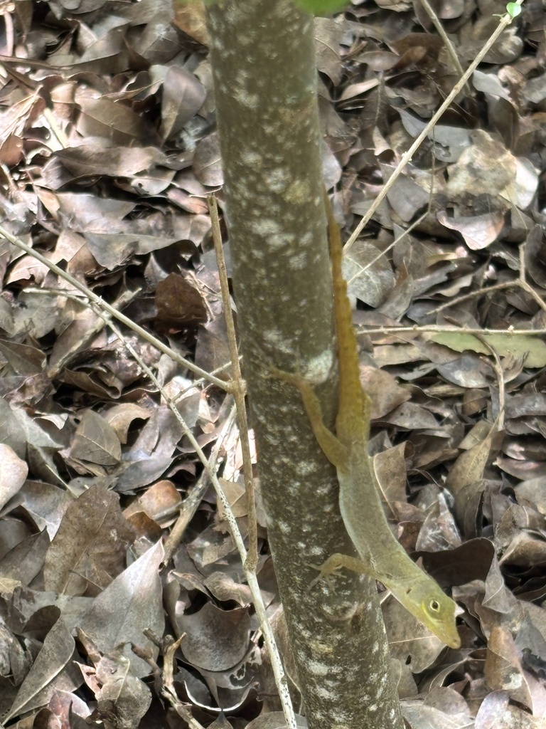 Saint Croix Anole