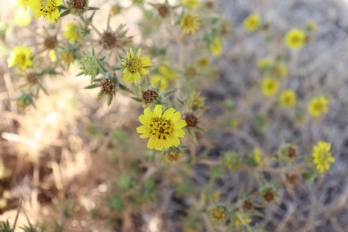 iNaturalist observation photo of Fitch's tarweed