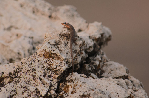 Karasburg Tree Skink