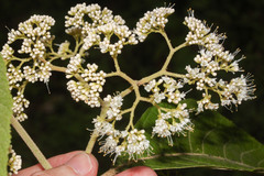 Callicarpa acuminata image