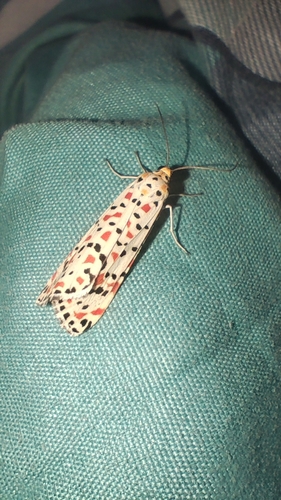 Crimson-speckled Flunkey