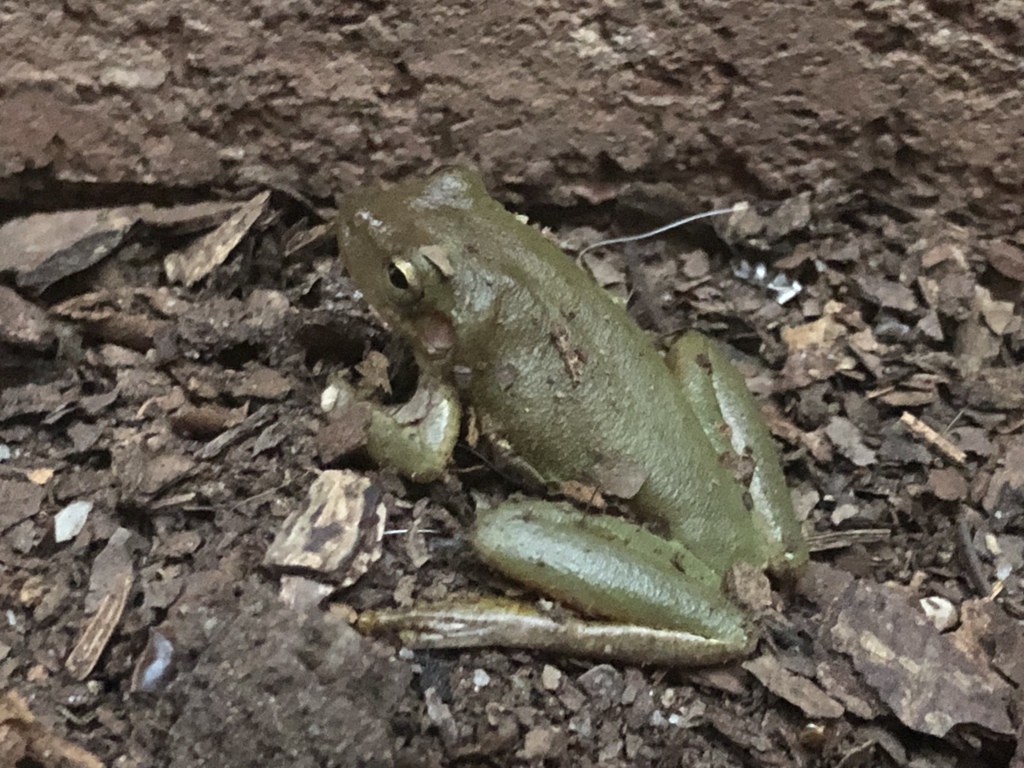 Squirrel Treefrog from Wiley Lewis Rd, Greensboro, NC, US on October 15, 2019 at 0649 PM by