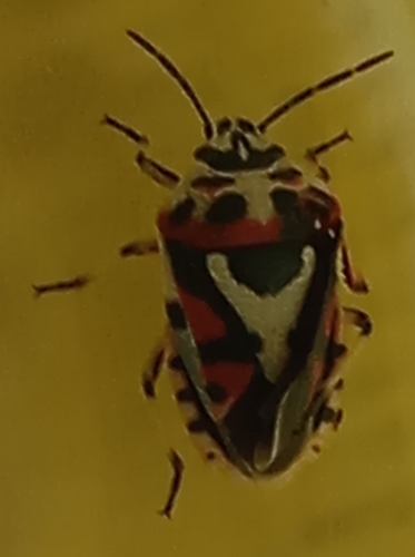 red cabbage bug