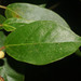 Ficus colubrinae - Photo (c) Ruth Ripley, todos los derechos reservados, subido por Ruth Ripley