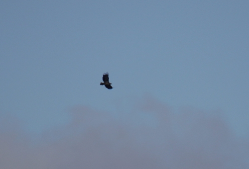 White-tailed Eagle