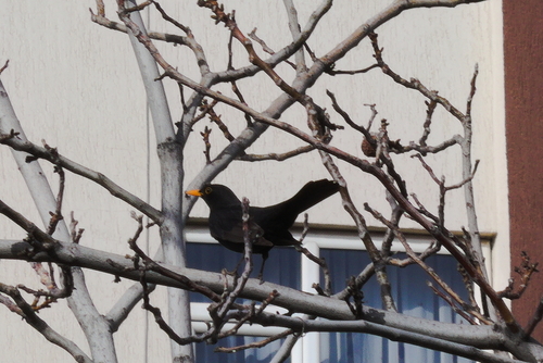 Eurasian Blackbird